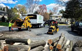 Best Tree Cabling and Bracing  in Brittany Farms The Highlands, PA
