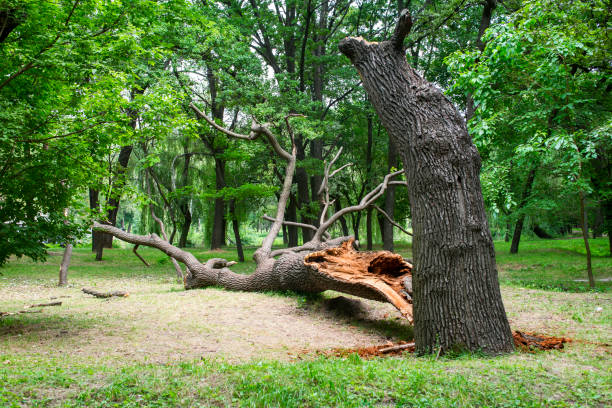 Best Stump Grinding and Removal  in Brittany Farms The Highlands, PA