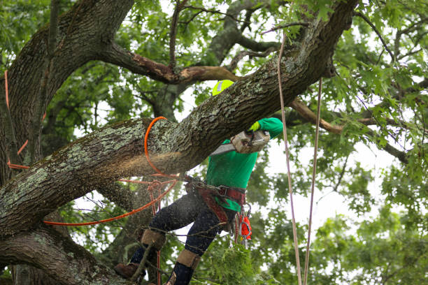 Best Tree Trimming and Pruning  in Brittany Farms The Highlands, PA