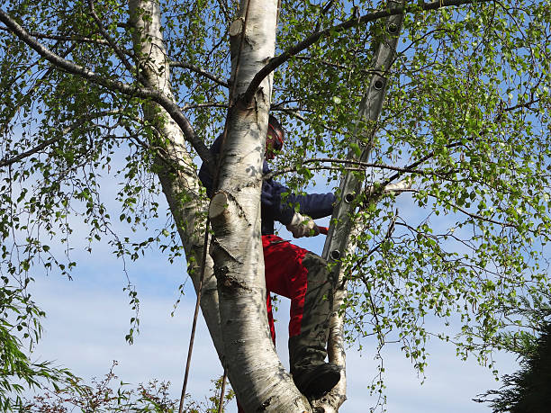 Best Tree Risk Assessment  in Brittany Farms The Highlands, PA